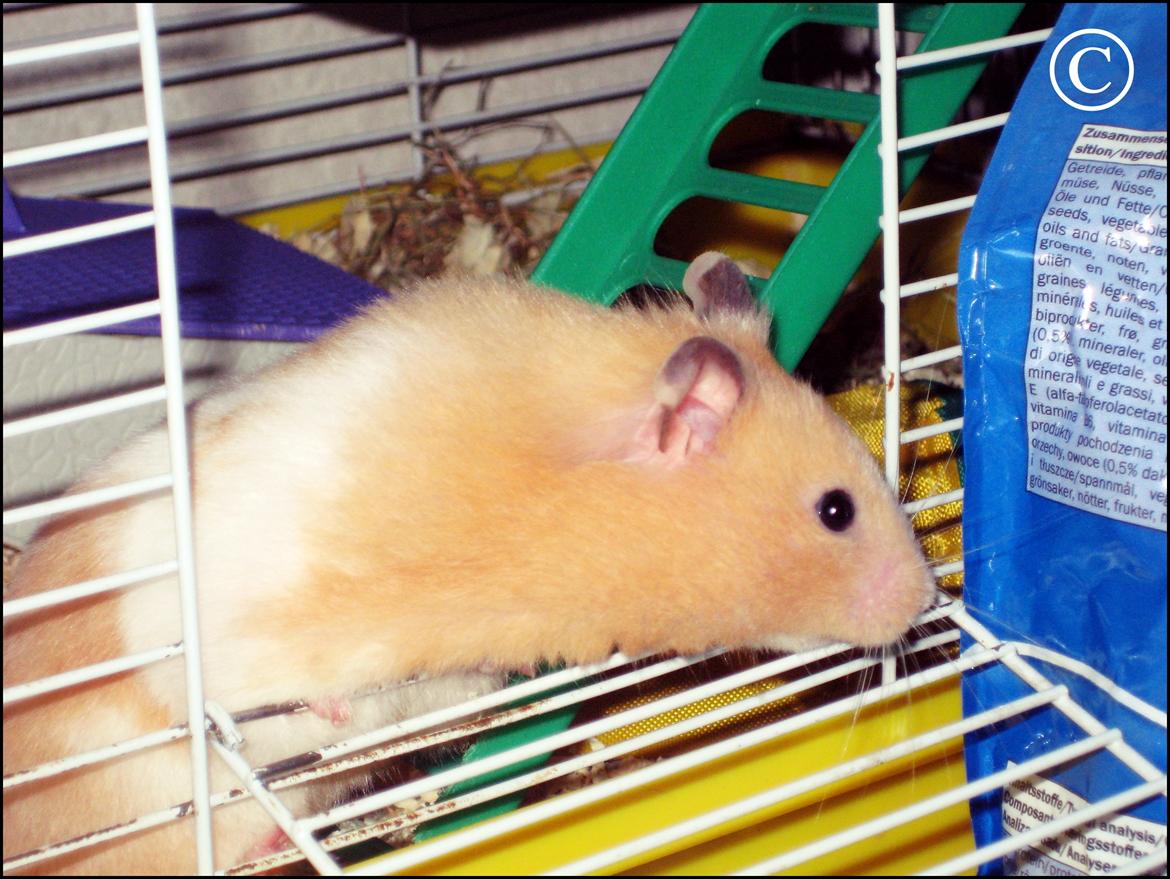 Hamster <333Andrea<333 billede 6