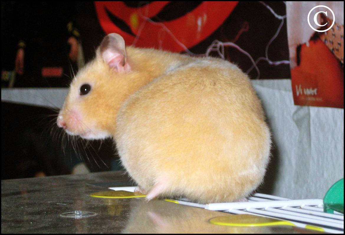 Hamster <333Andrea<333 billede 7