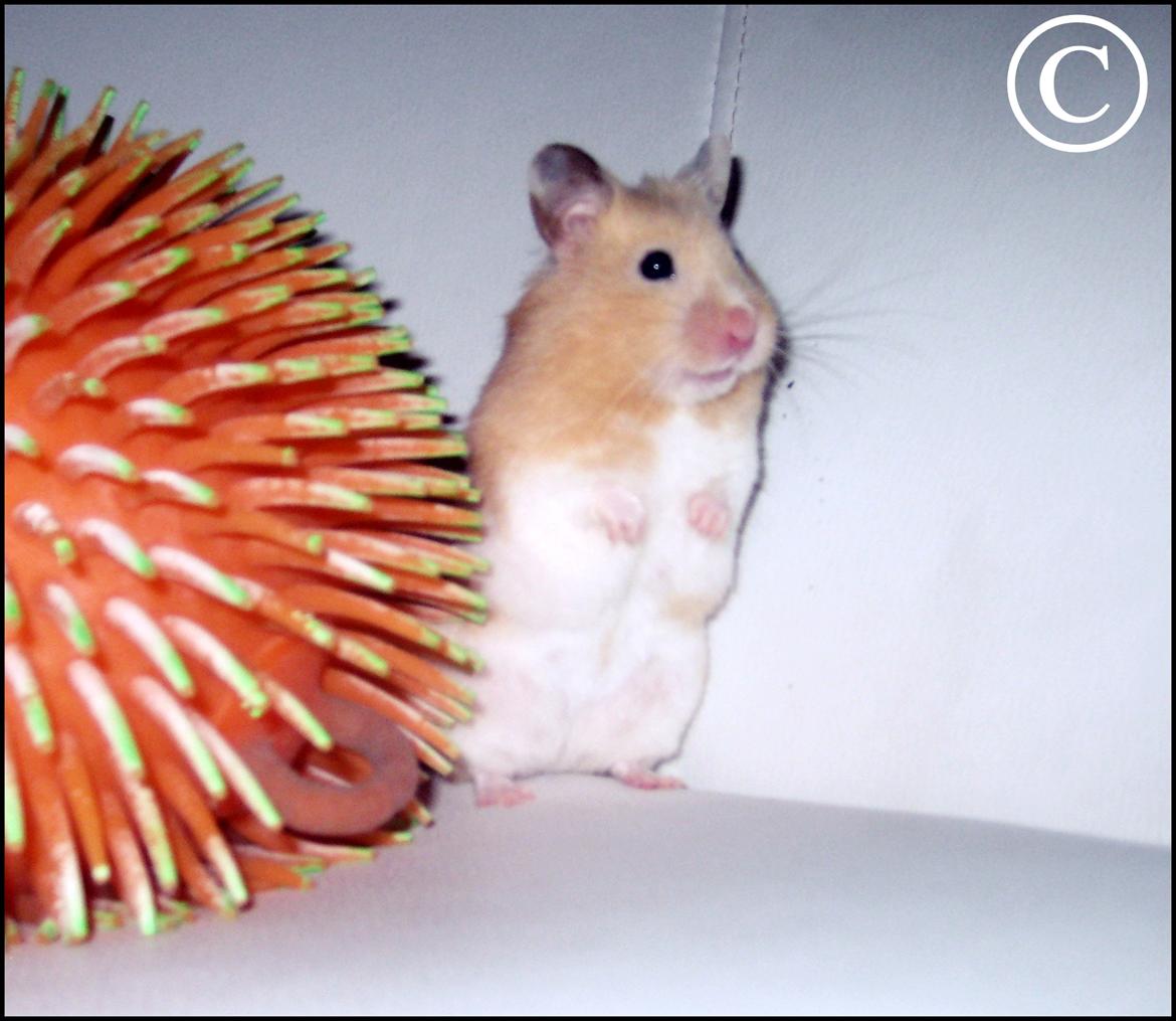 Hamster <333Andrea<333 billede 14