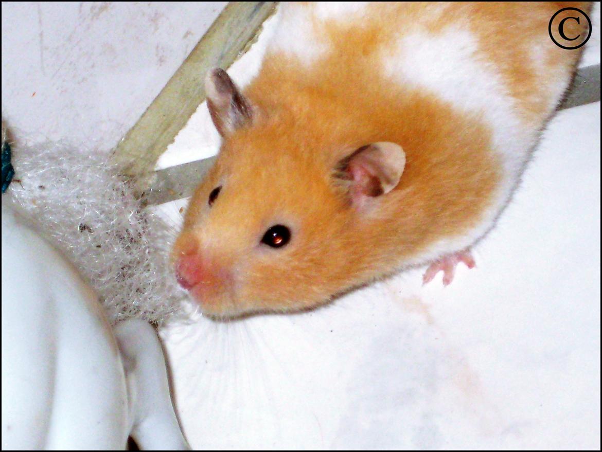 Hamster <333Andrea<333 billede 8