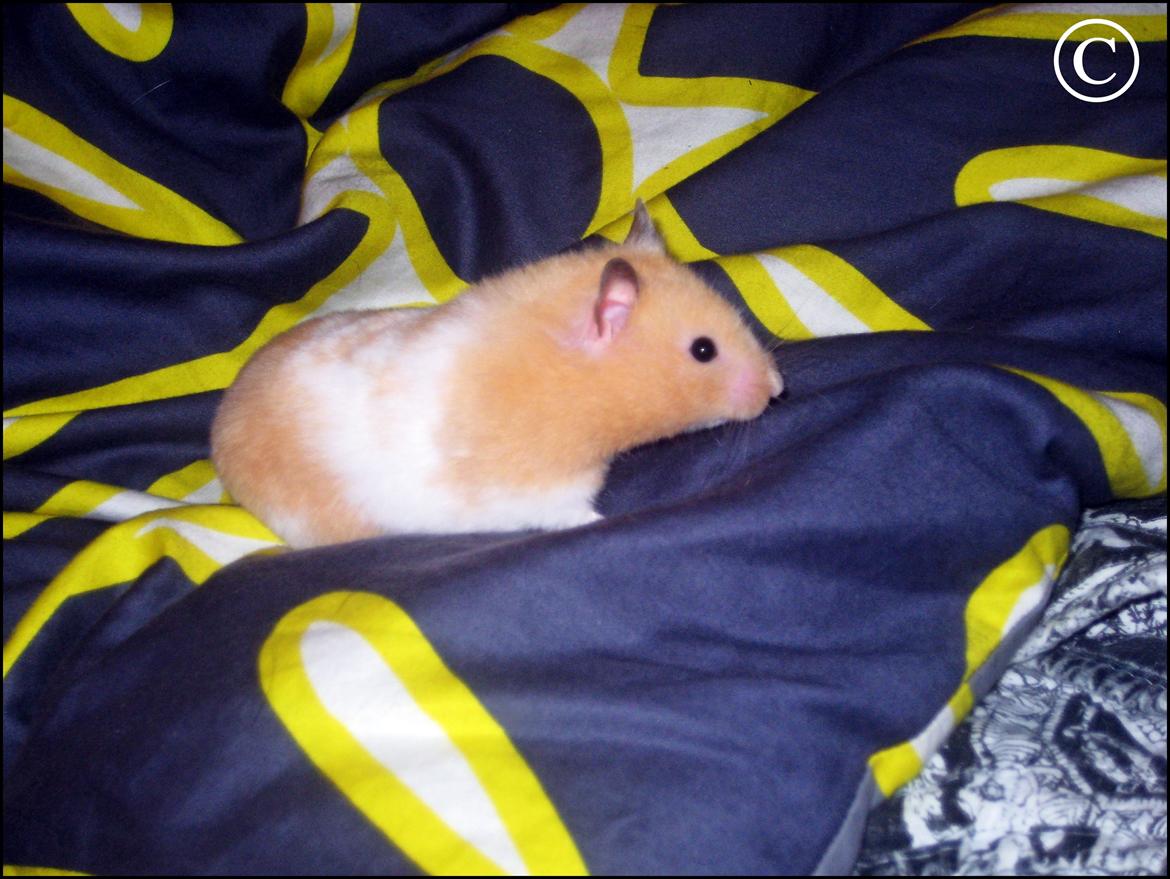 Hamster <333Andrea<333 billede 9