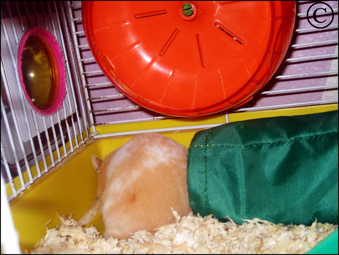 Hamster <333Andrea<333 billede 10
