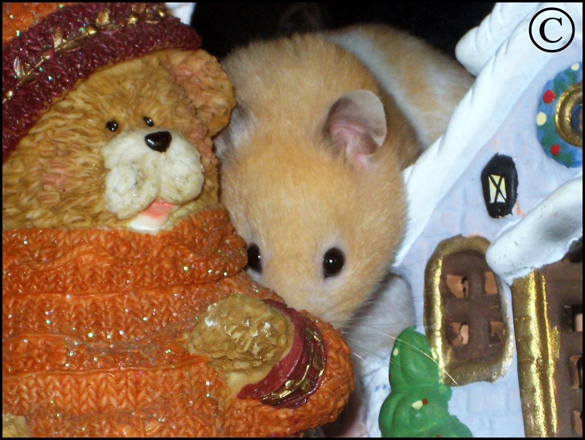 Hamster <333Andrea<333 billede 11