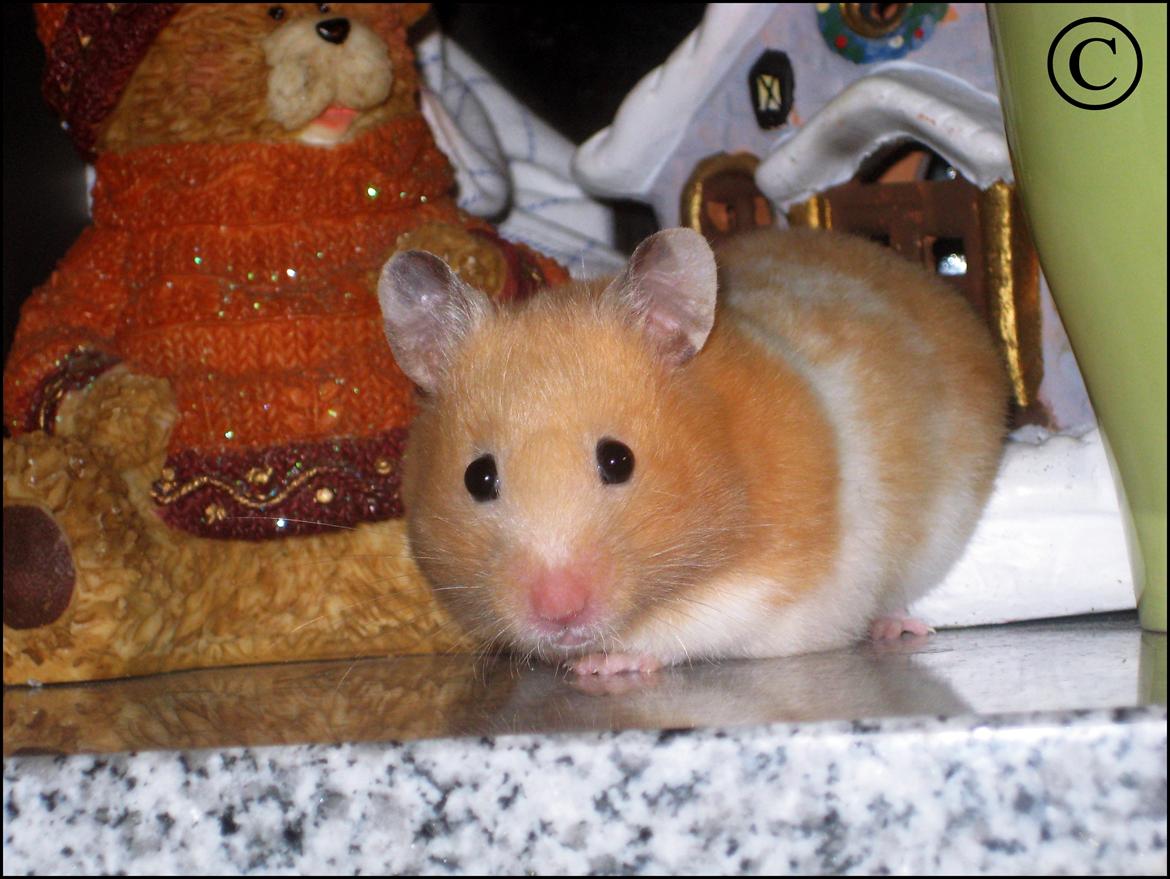 Hamster <333Andrea<333 billede 12
