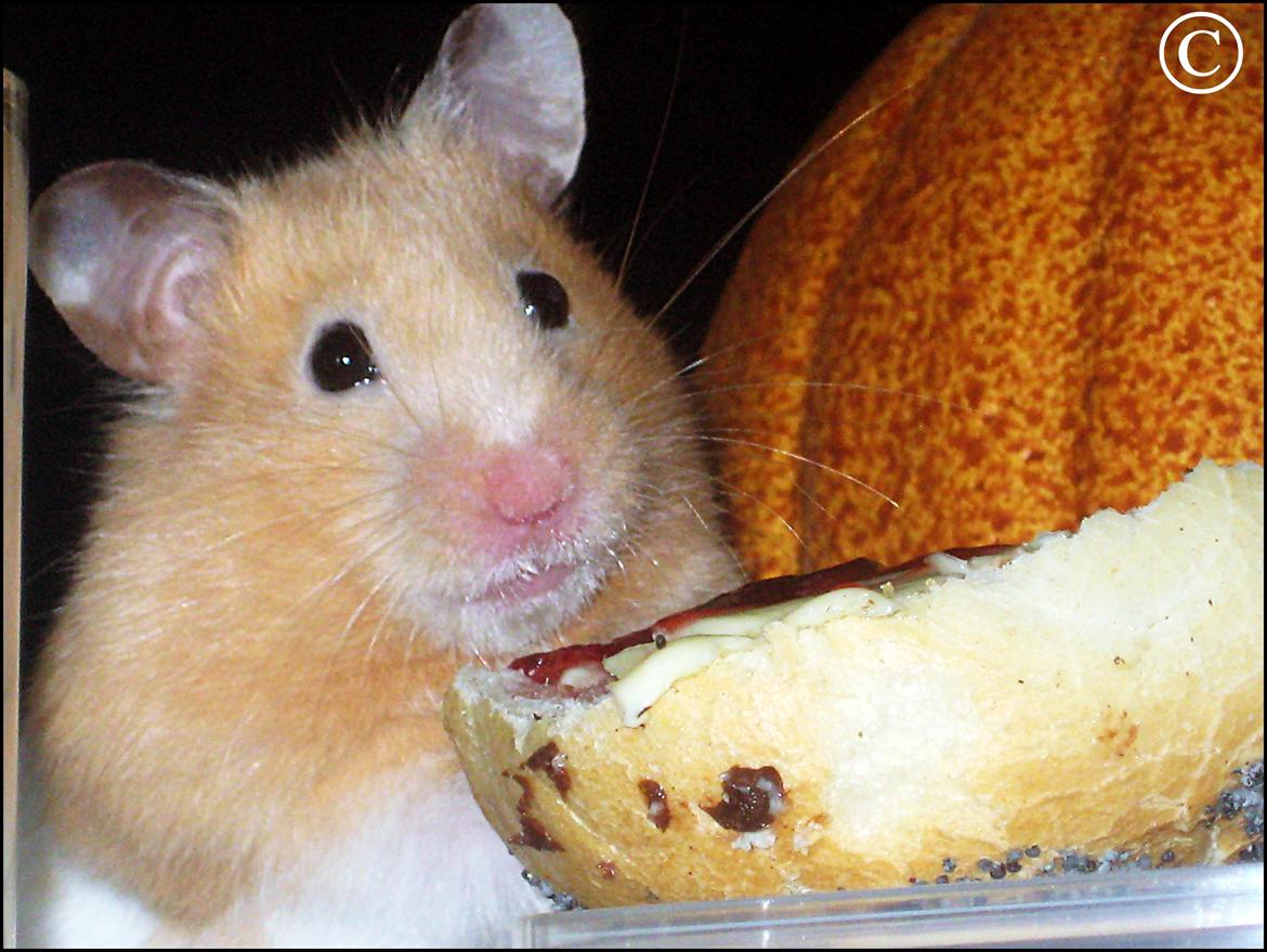 Hamster <333Andrea<333 billede 13