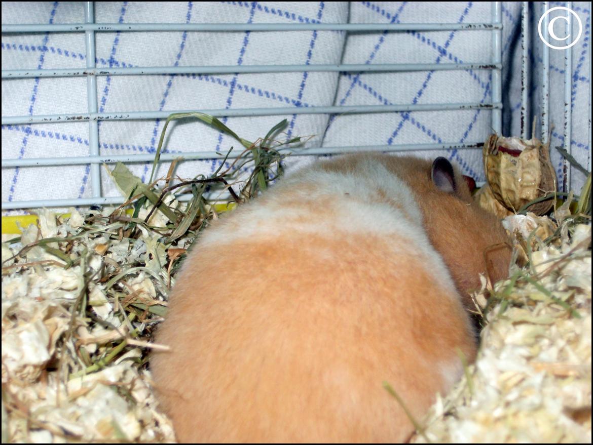 Hamster <333Andrea<333 billede 2