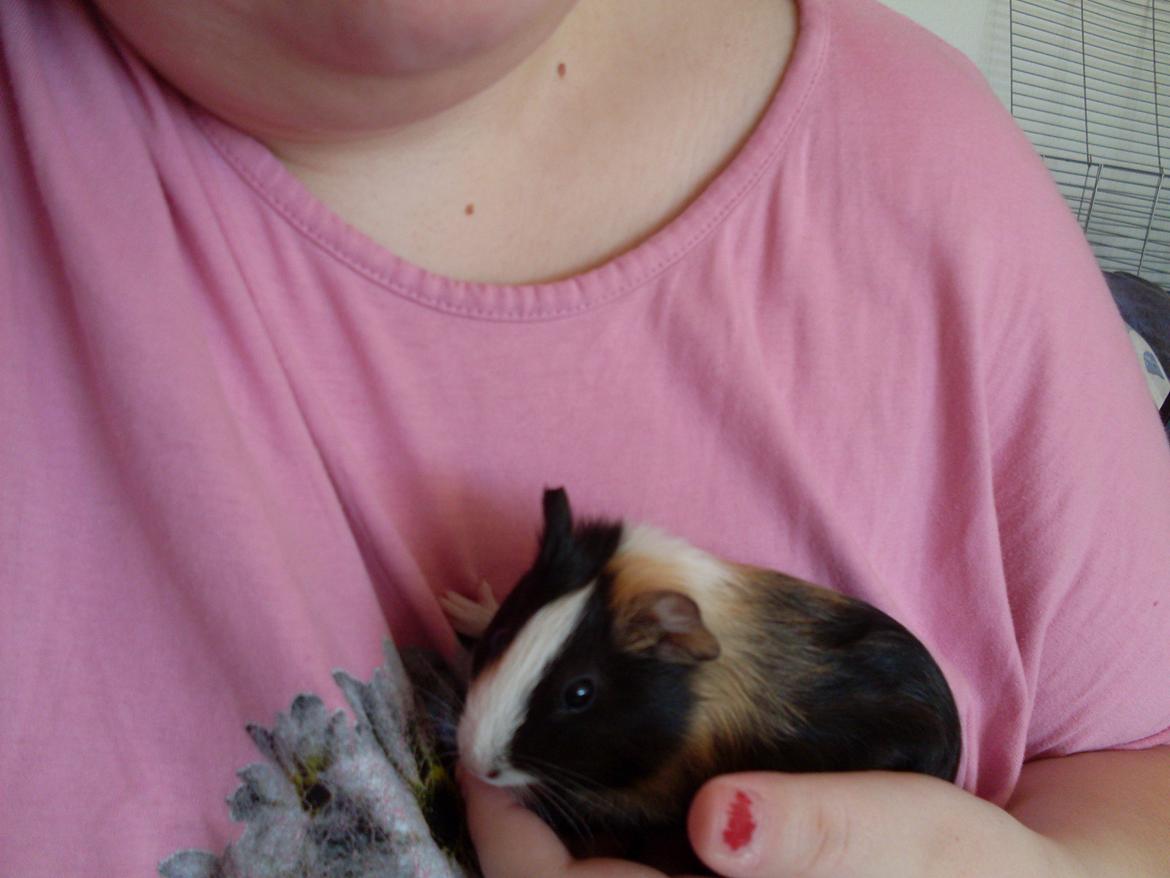 Marsvin Mille billede 1