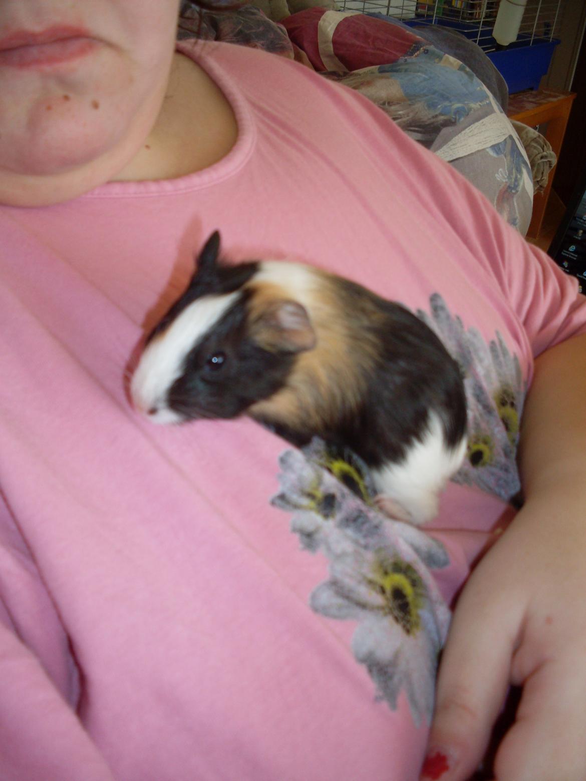 Marsvin Mille billede 2