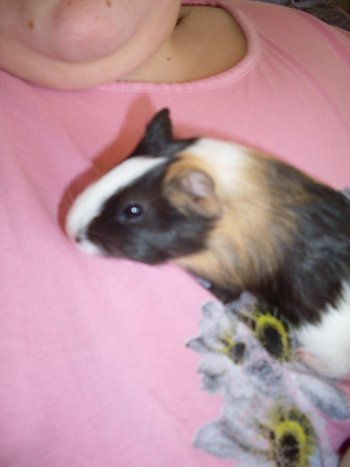 Marsvin Mille billede 3