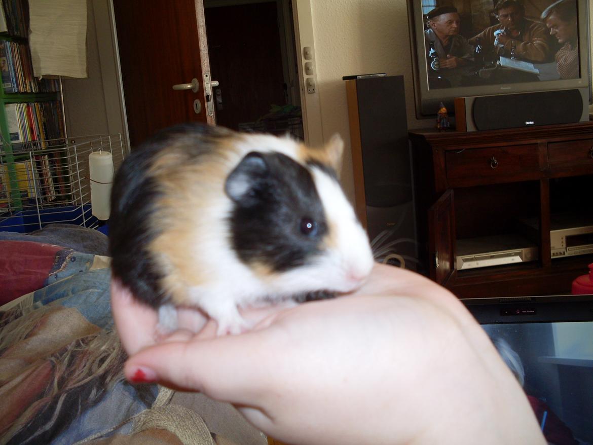 Marsvin Mille billede 4