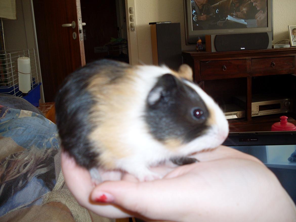 Marsvin Mille billede 5