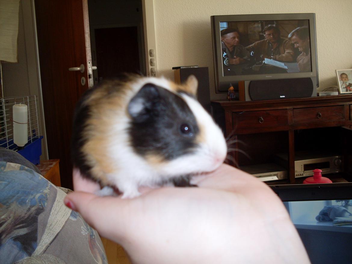 Marsvin Mille billede 6