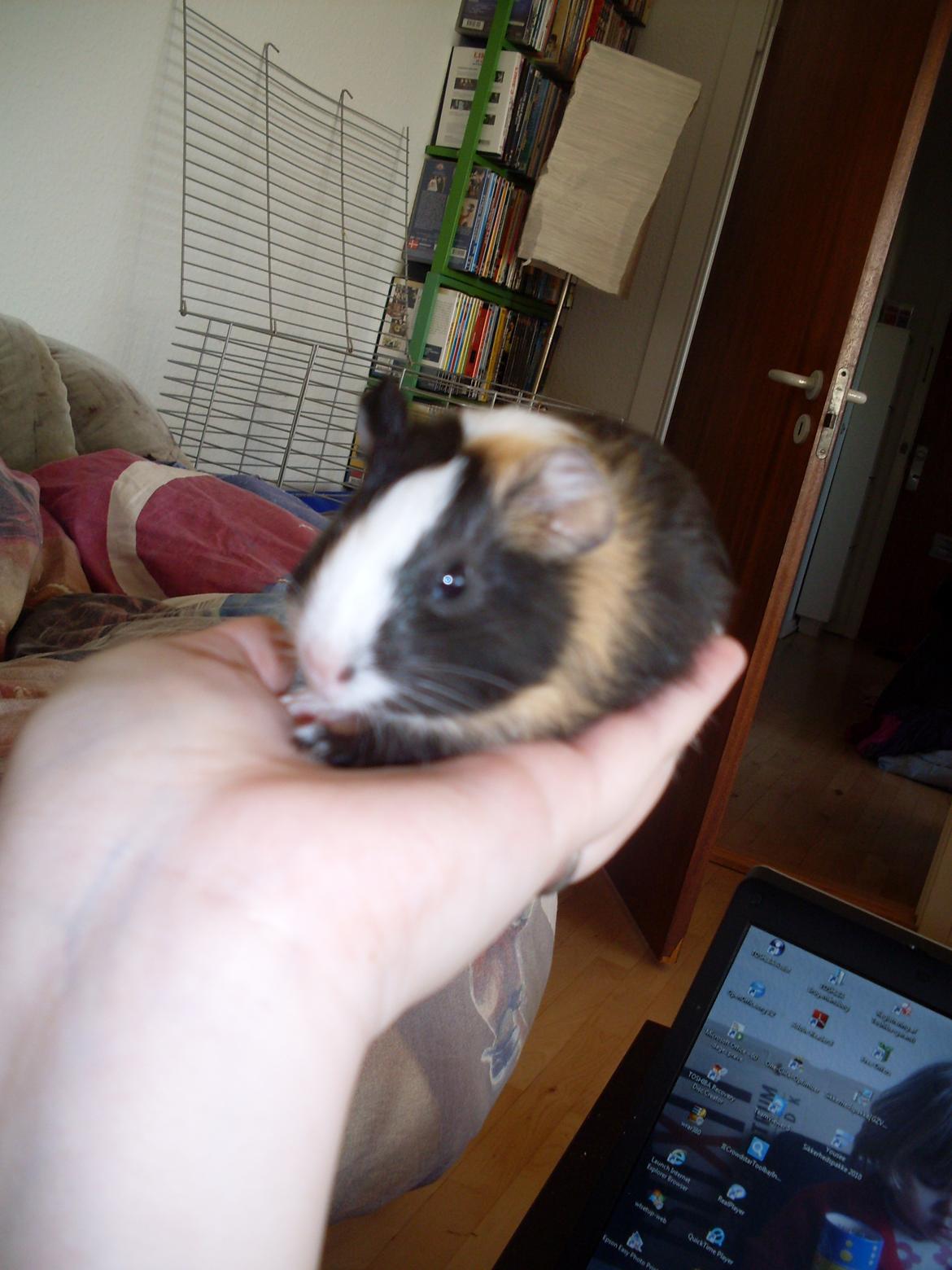 Marsvin Mille billede 7