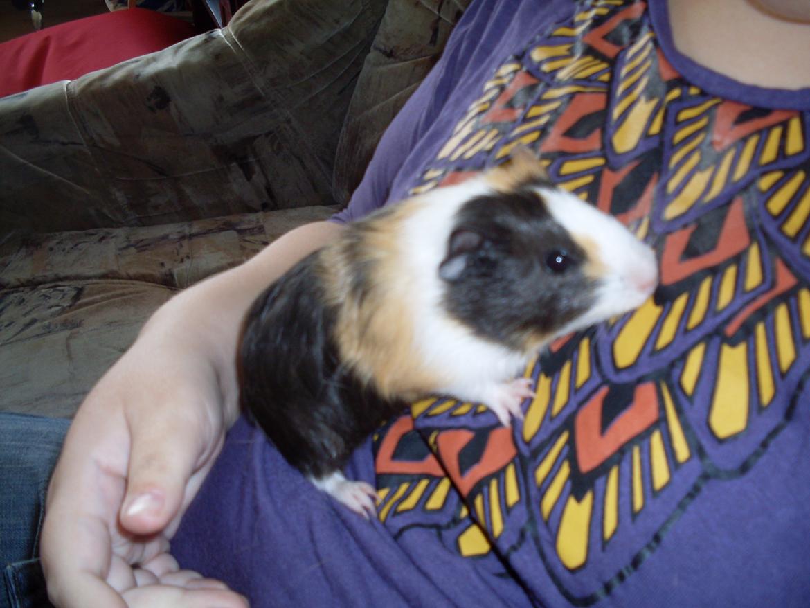 Marsvin Mille billede 8