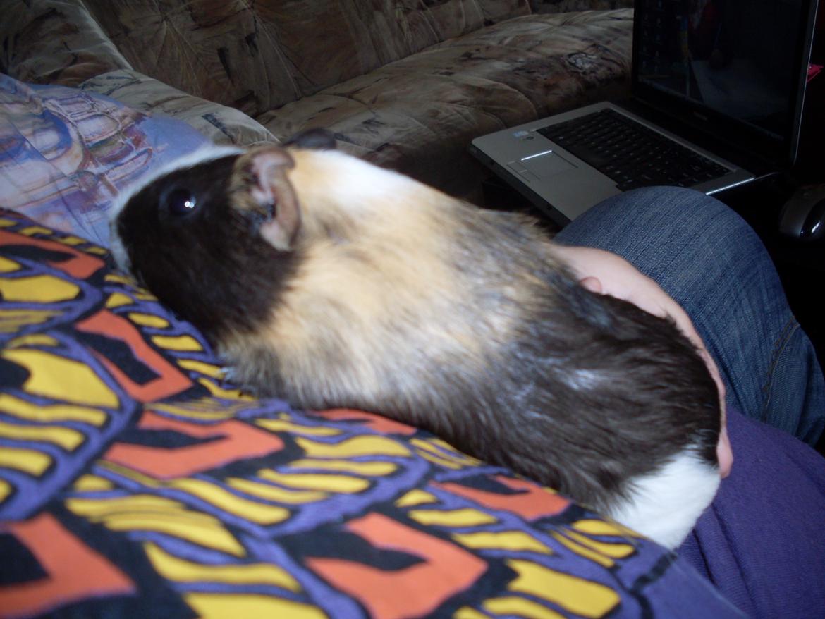 Marsvin Mille billede 9