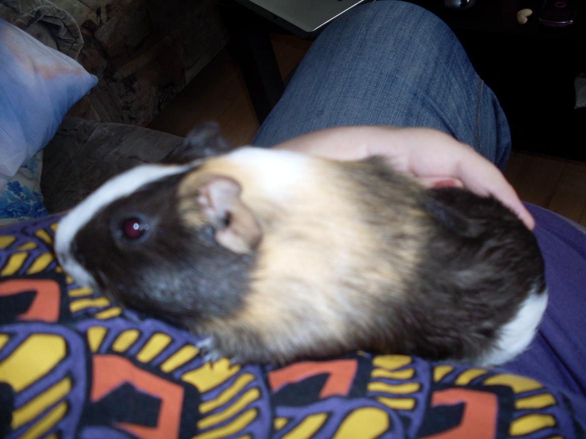 Marsvin Mille billede 10