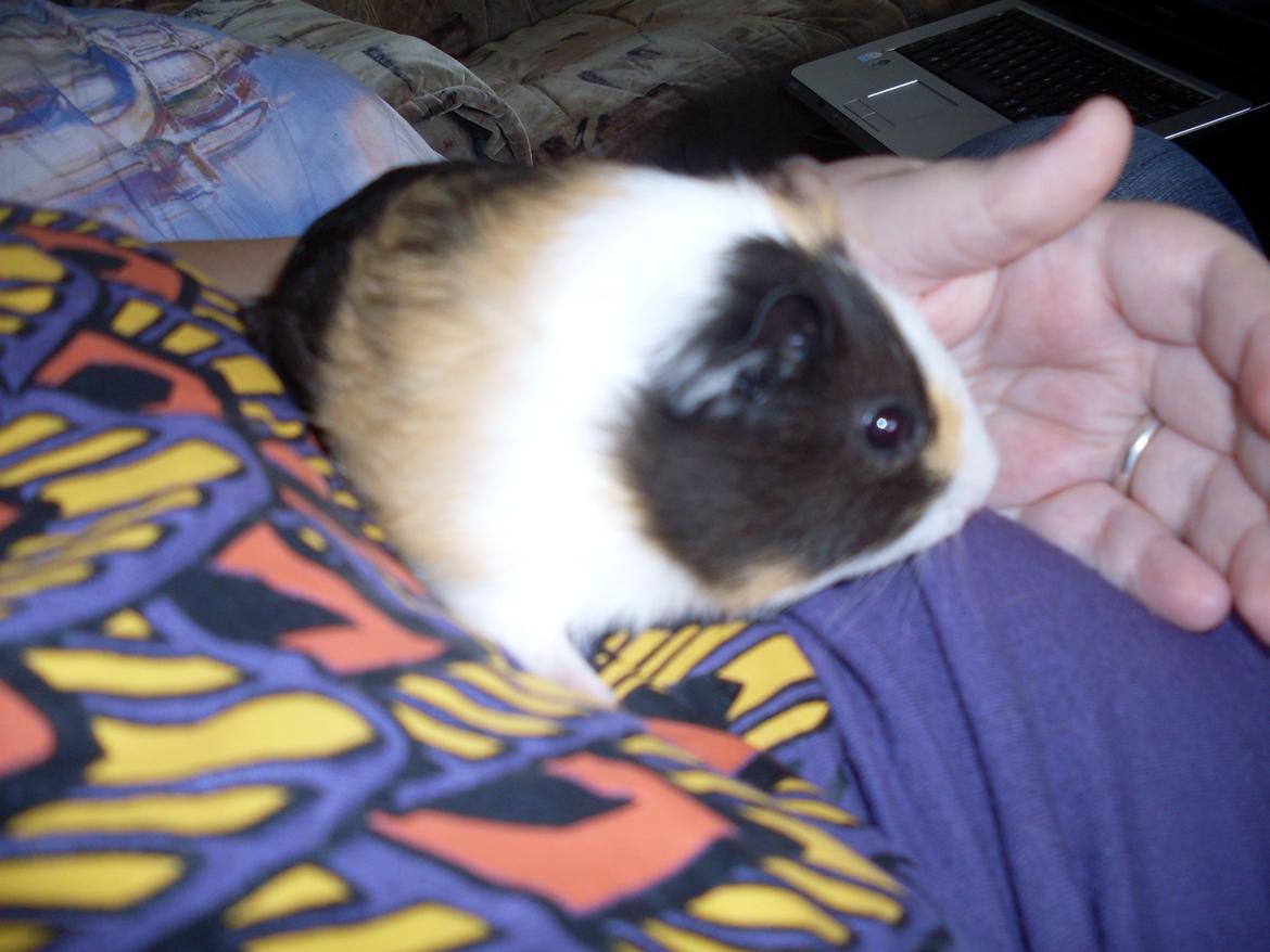 Marsvin Mille billede 11