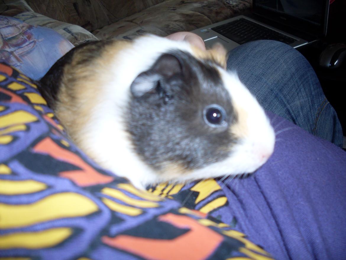 Marsvin Mille billede 12