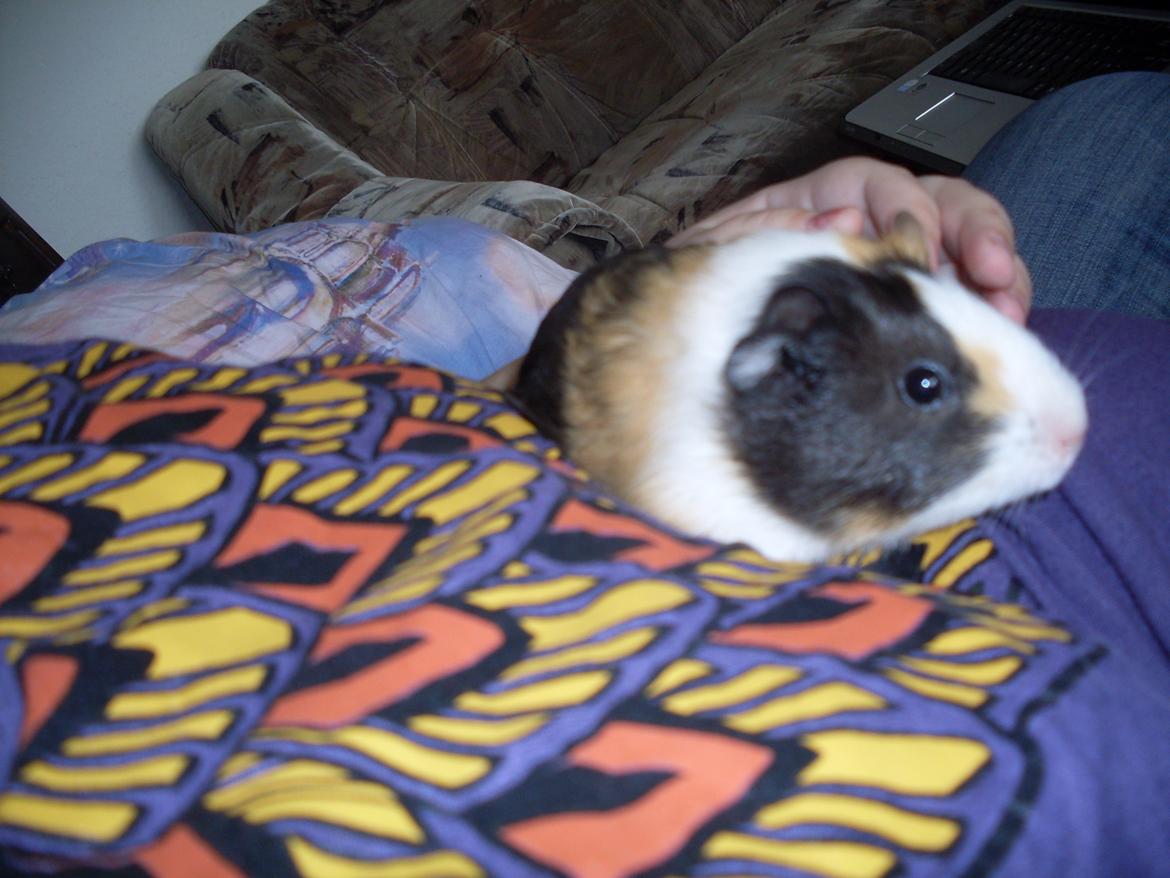 Marsvin Mille billede 13