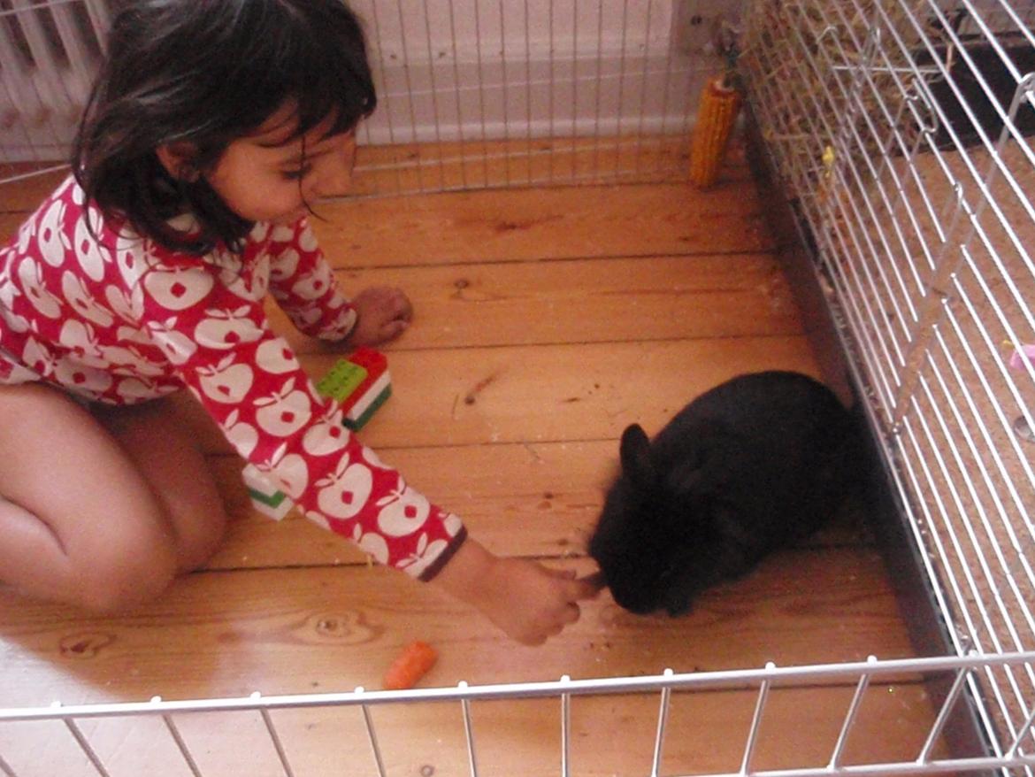 Kanin Liva billede 1