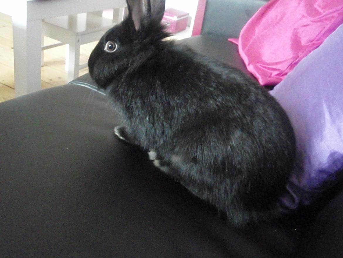 Kanin Liva billede 2