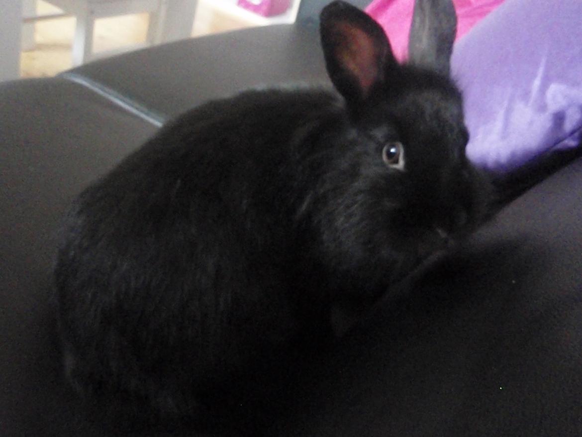 Kanin Liva billede 3