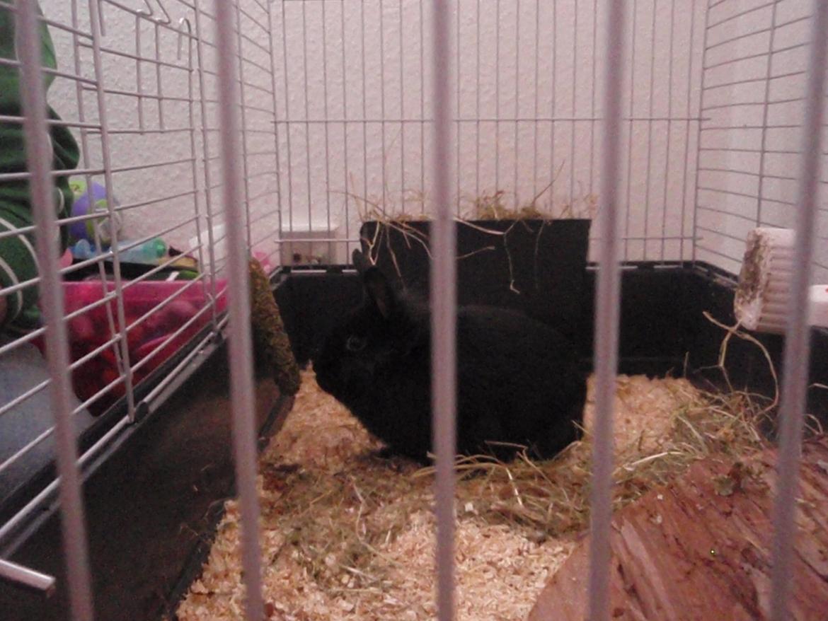 Kanin Liva billede 5