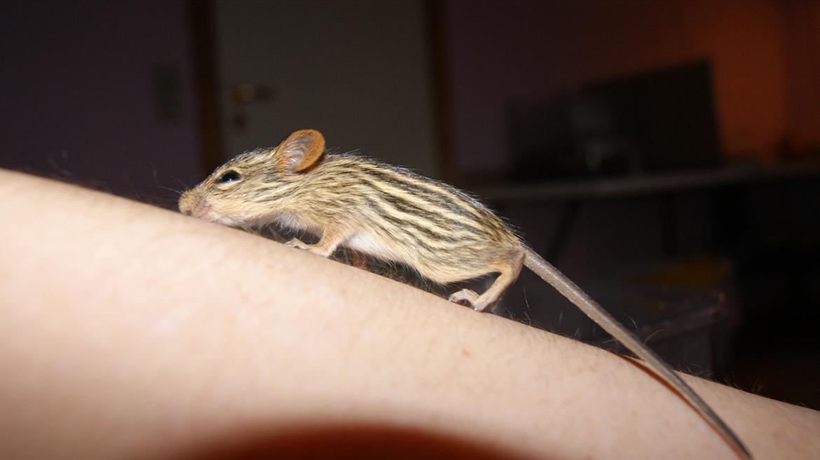 Zebramus tigeren happy - evetylysten lille dame billede 1