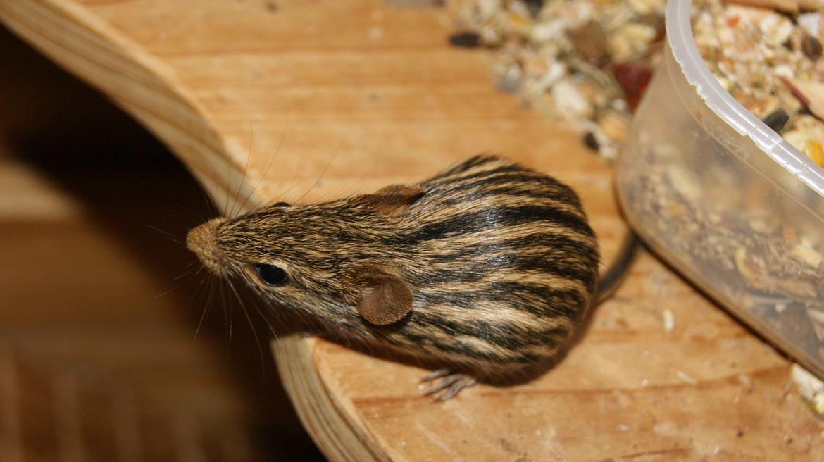 Zebramus tigeren happy - 3,5 måned gammel :) billede 2