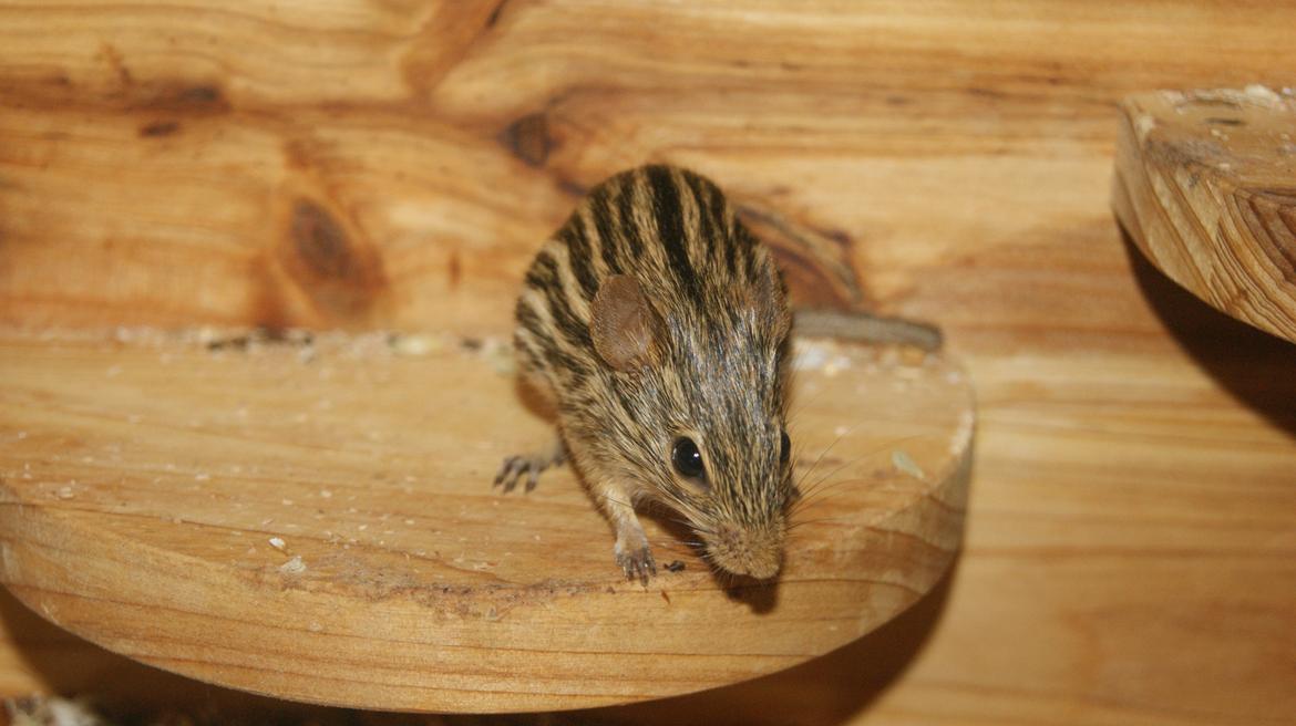 Zebramus tigeren happy billede 3