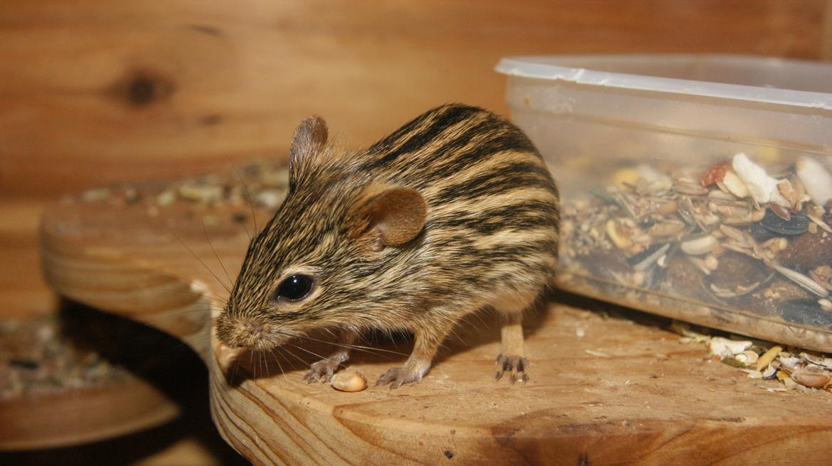 Zebramus tigeren happy billede 4