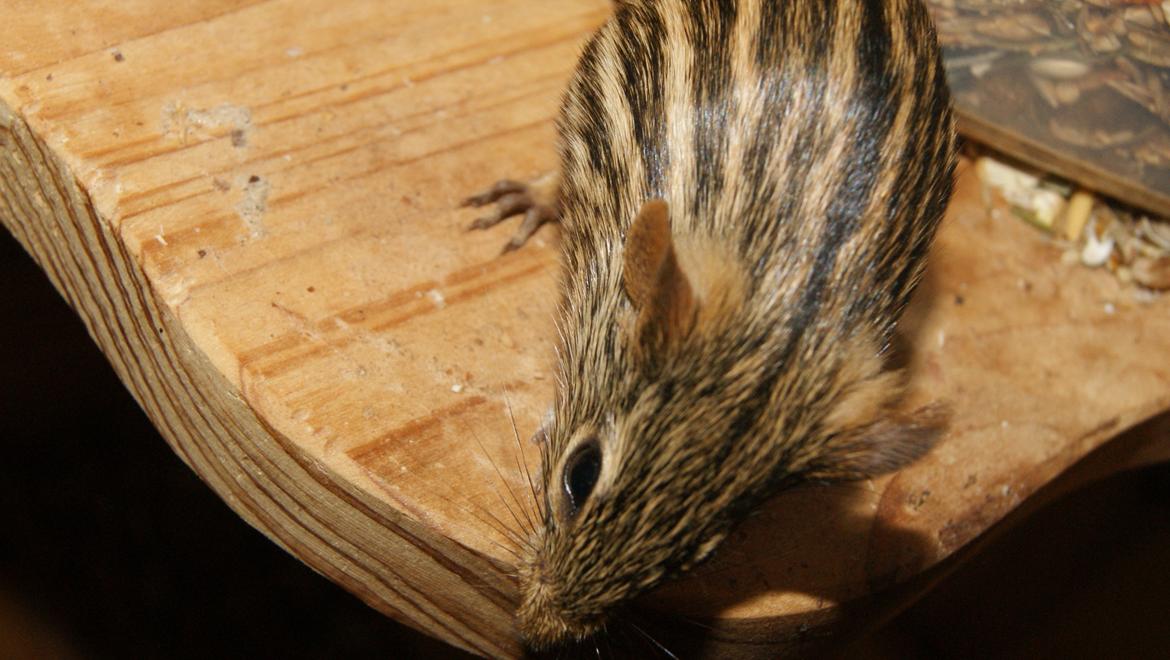 Zebramus tigeren happy billede 5