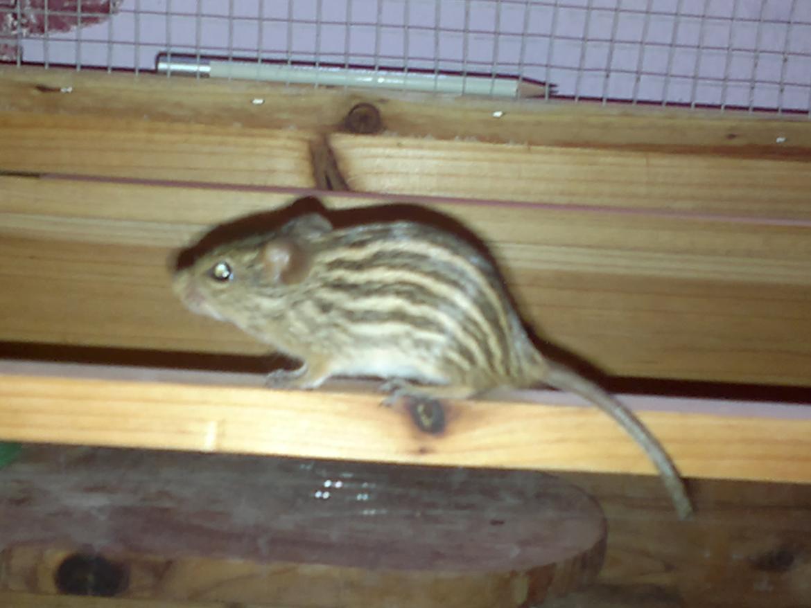 Zebramus tigeren happy billede 6