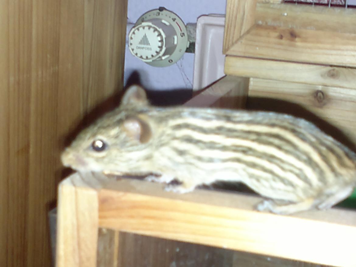 Zebramus tigeren happy billede 7