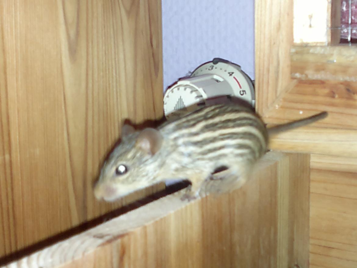 Zebramus tigeren happy - happy gør hvad hun er bedst til, man er ikke i tvivl når hun ønsker eventyr ! billede 8