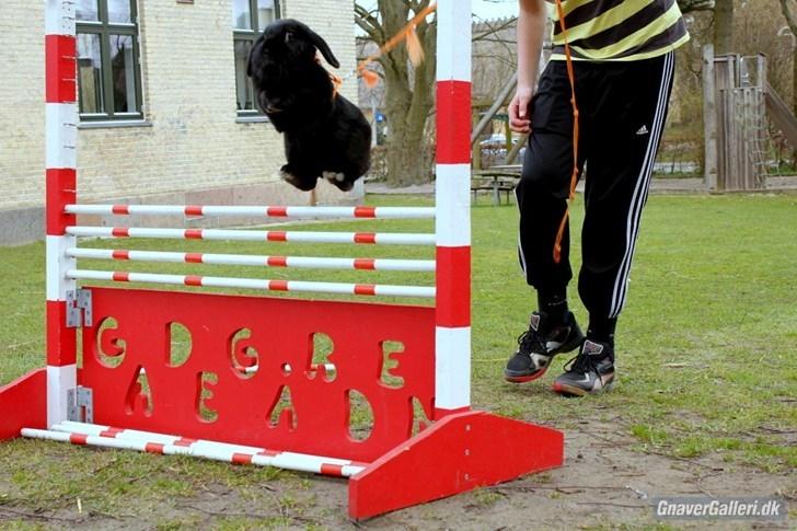 Kanin COOKIE <3 - Cookie ligner en ninja ;D Foto: Freja  billede 19