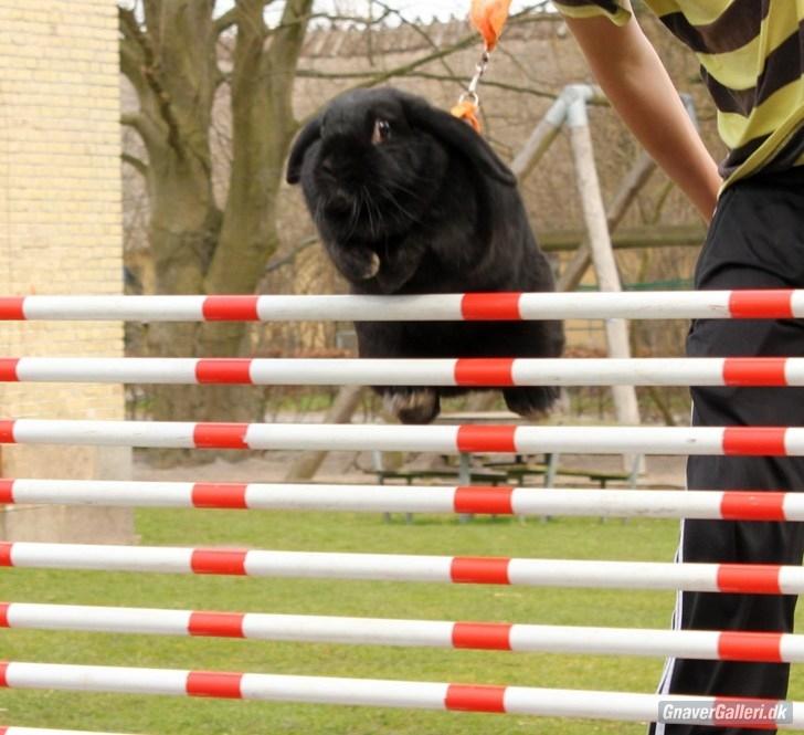 Kanin COOKIE <3 - Cookie springer 90cm i højdespring ;D Foto: Freja  billede 20
