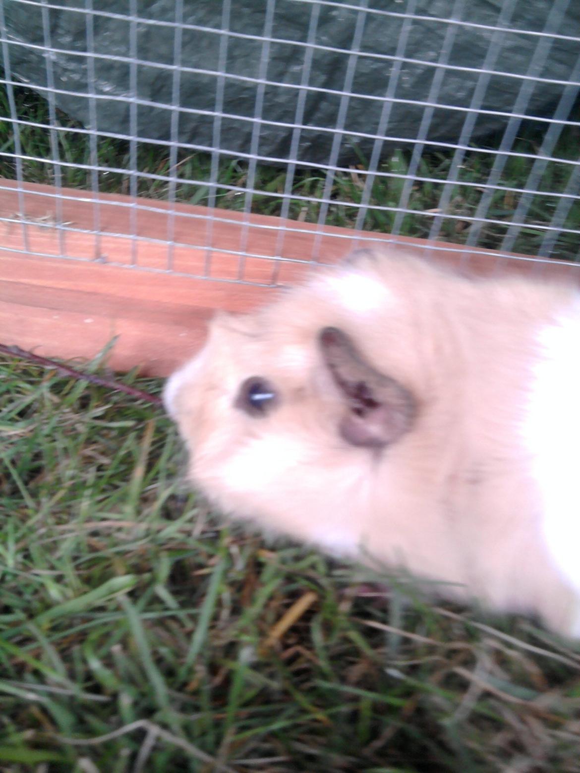 Marsvin Nulle billede 1