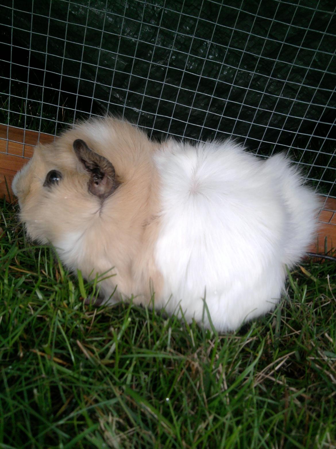 Marsvin Nulle billede 2