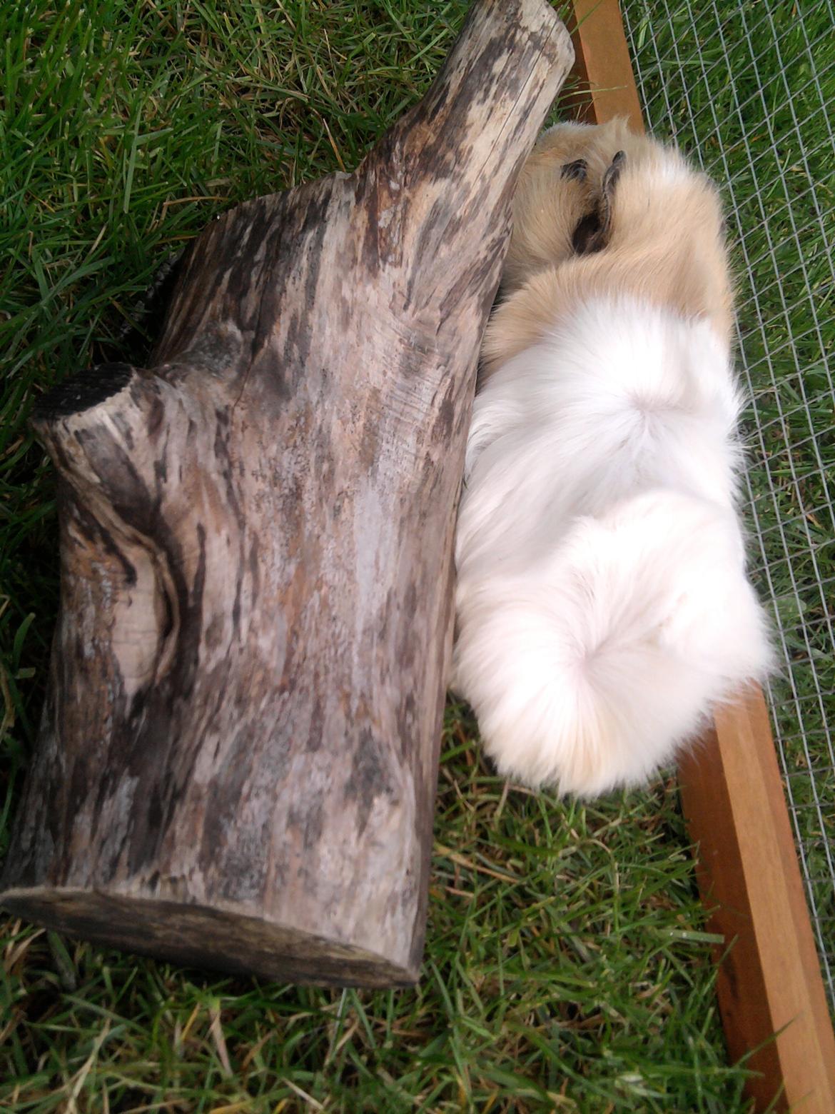 Marsvin Nulle billede 3