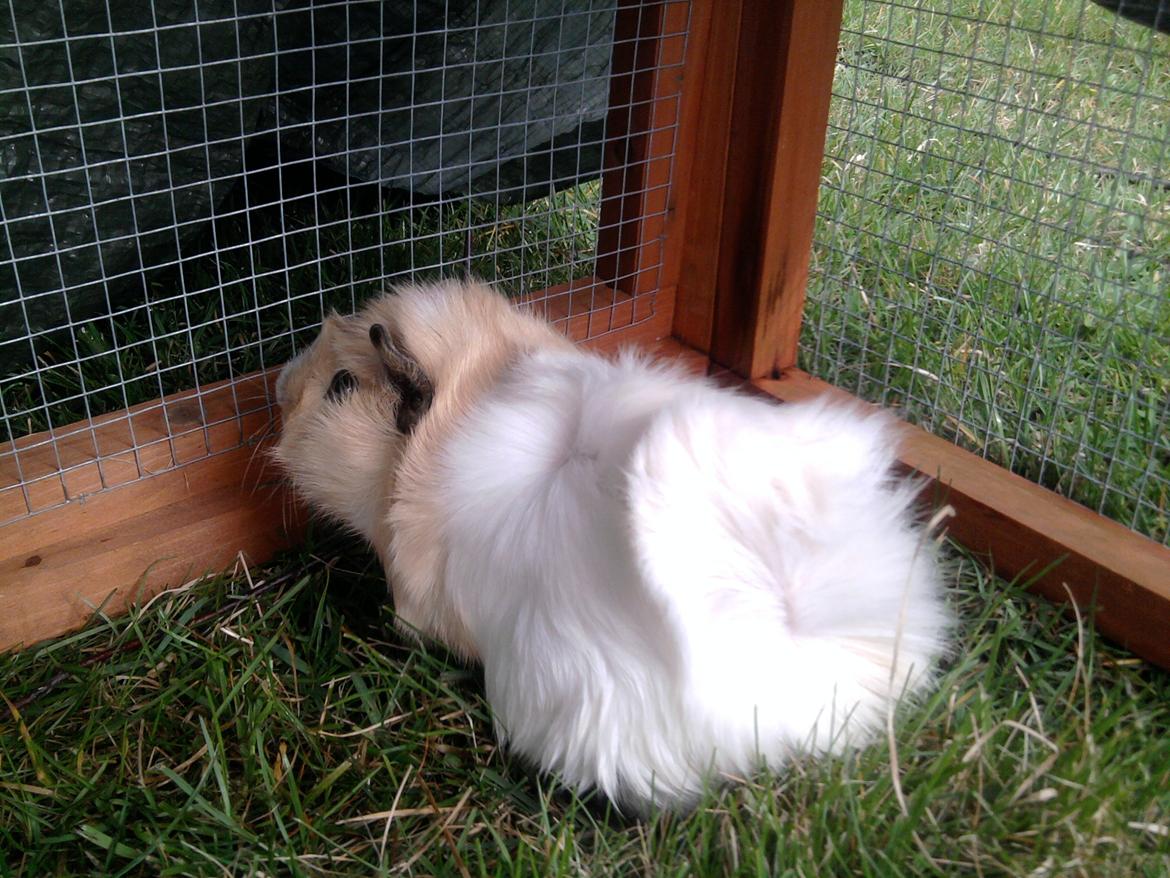 Marsvin Nulle billede 4