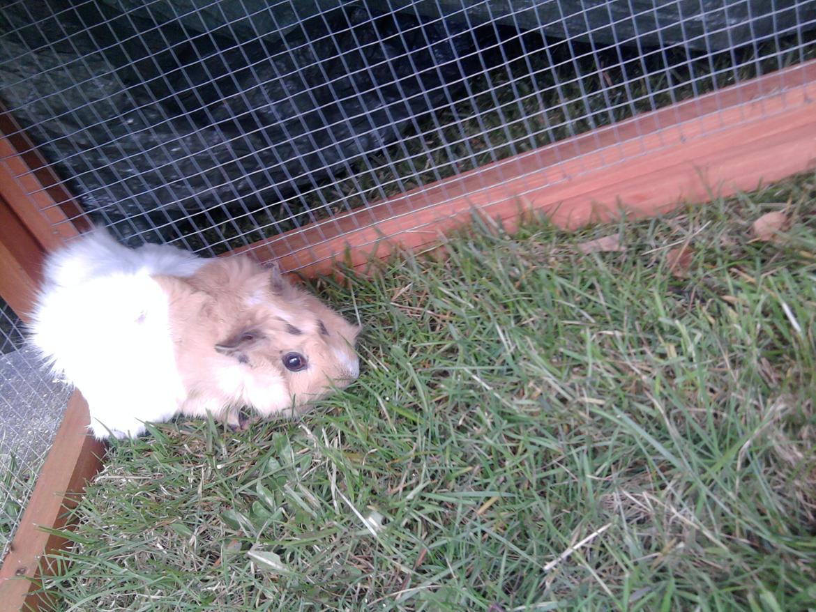 Marsvin Nulle billede 5