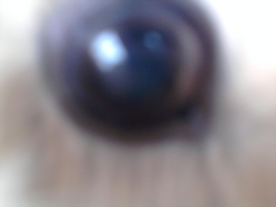 Marsvin Nulle billede 6