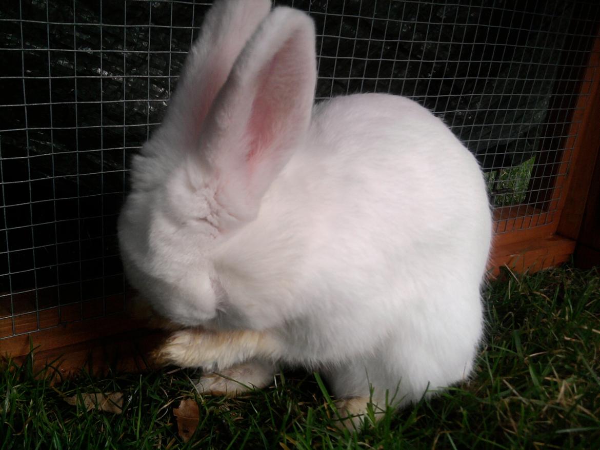 Kanin Mulle<3 billede 12