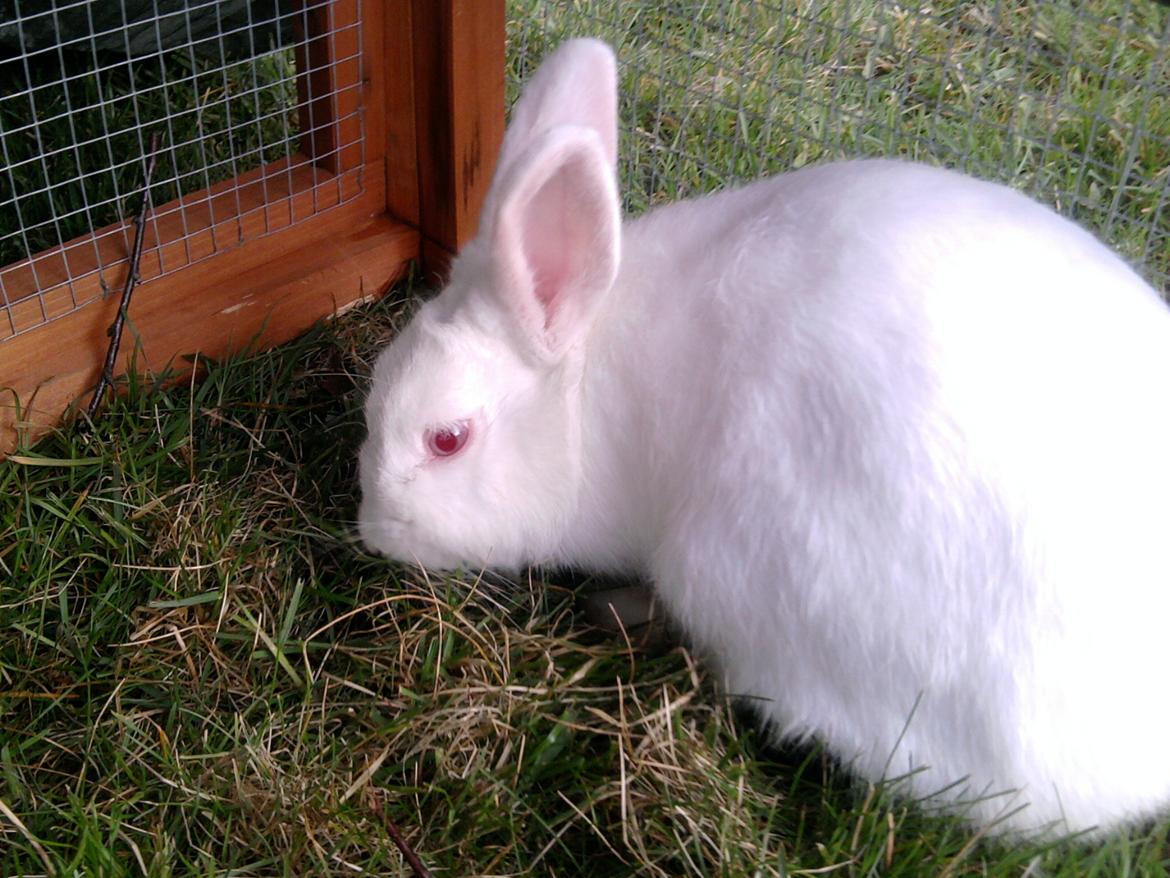 Kanin Mulle<3 billede 13