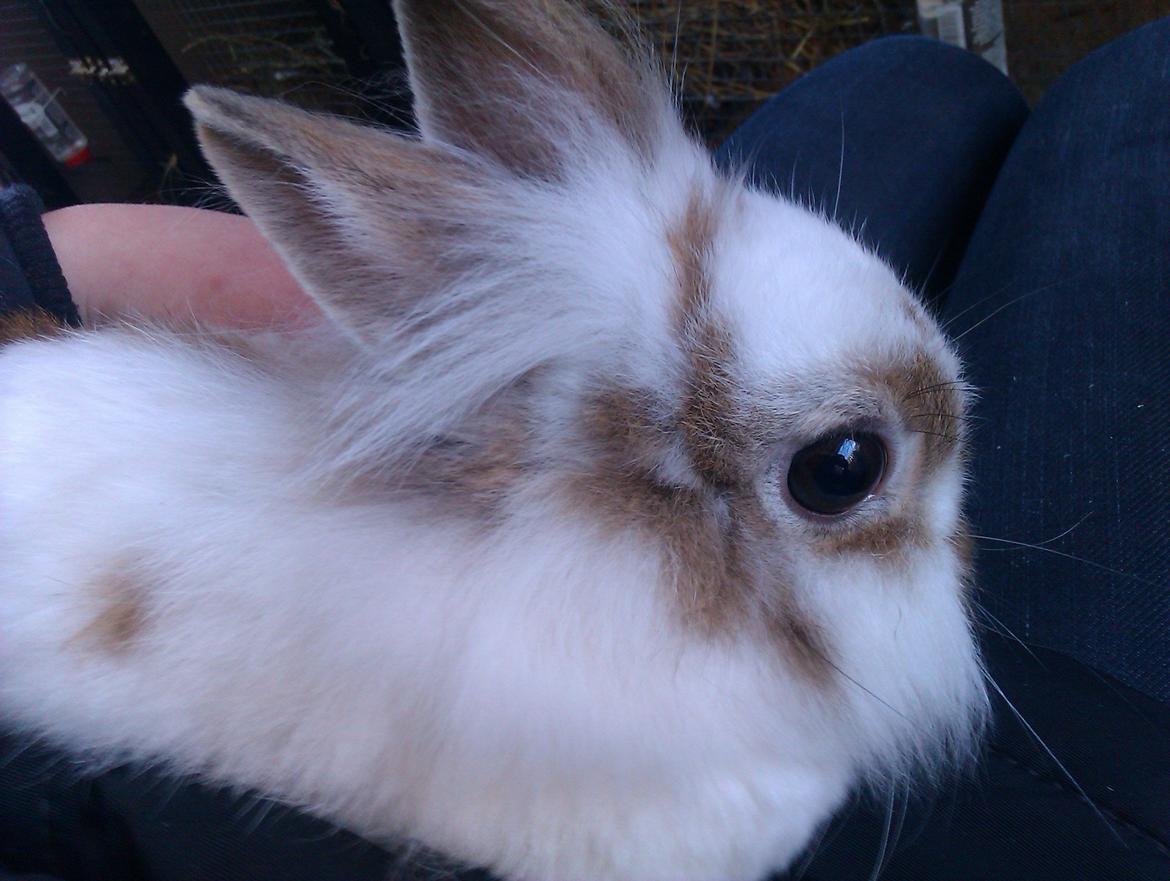 Kanin Ingemanns Misty. billede 7