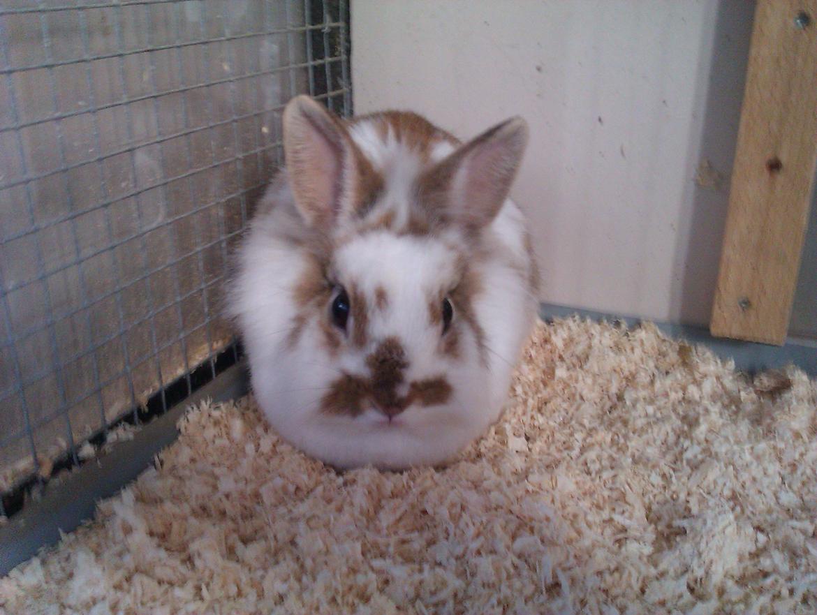 Kanin Ingemanns Misty. - Lige fået hende :-) billede 4