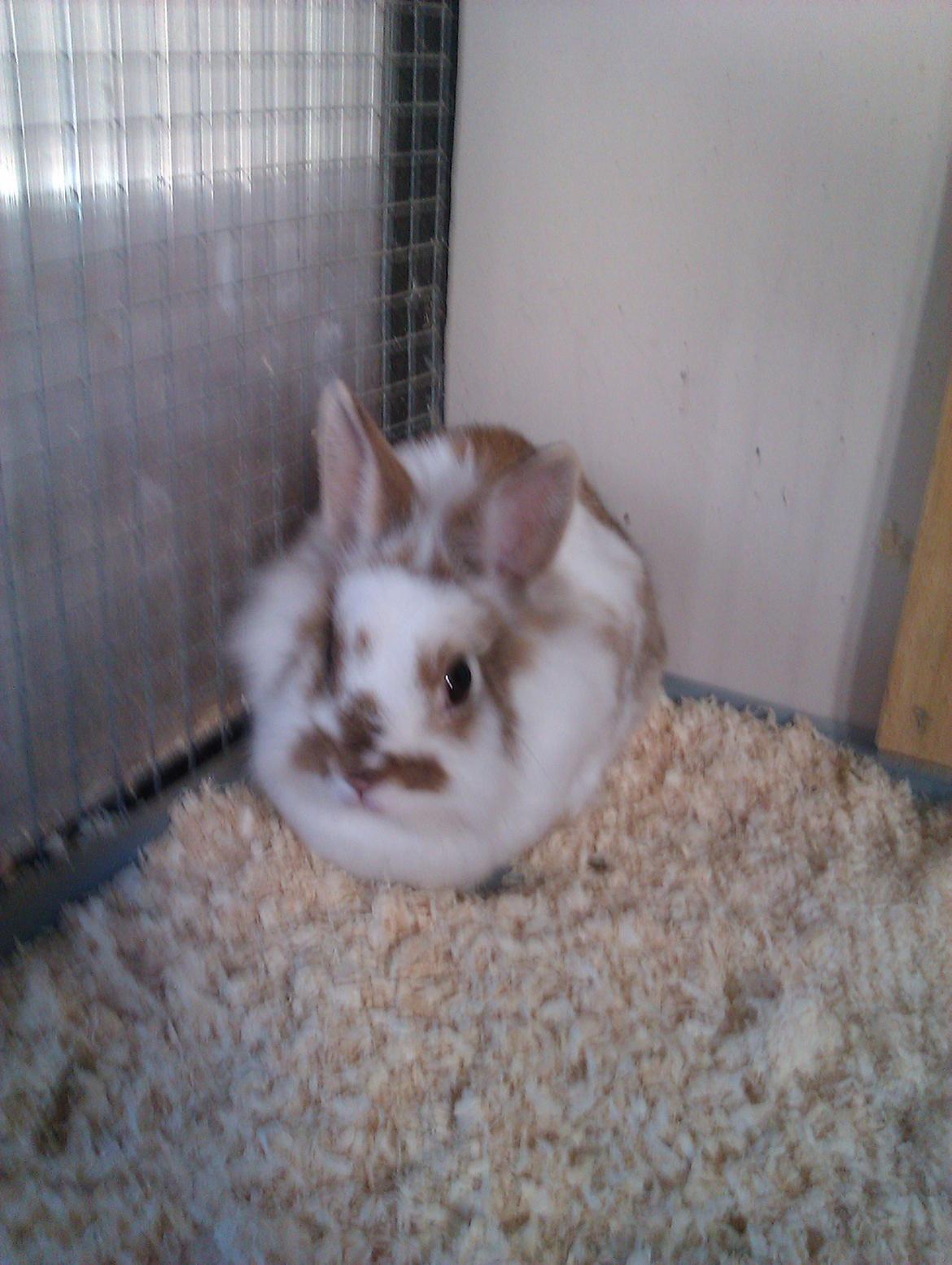 Kanin Ingemanns Misty. billede 8