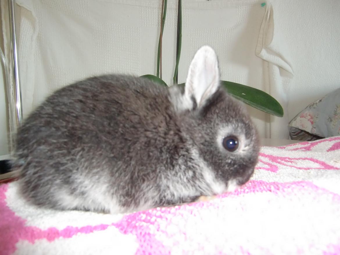 Kanin ZGM Netland Oftedal's Lotus - hermelin billede 2