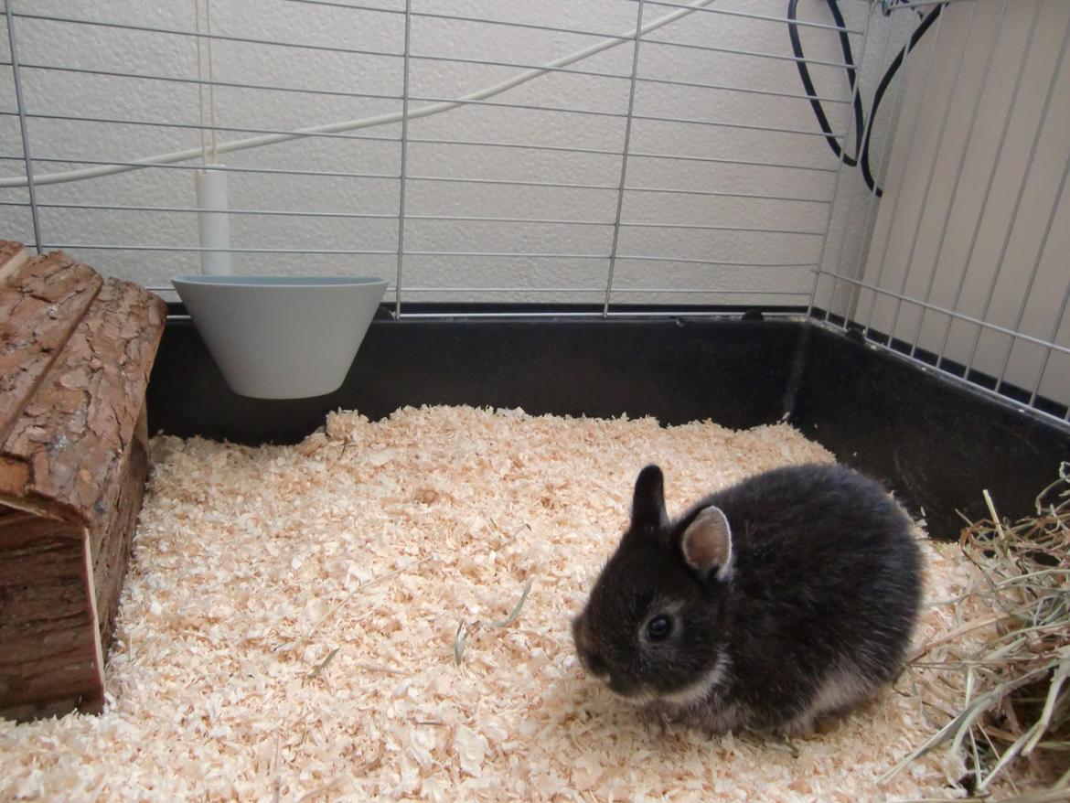 Kanin ZGM Netland Oftedal's Lotus - hermelin billede 3